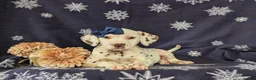 Dalmatian dogs for sale: Lacey Liver spots - Ad 7