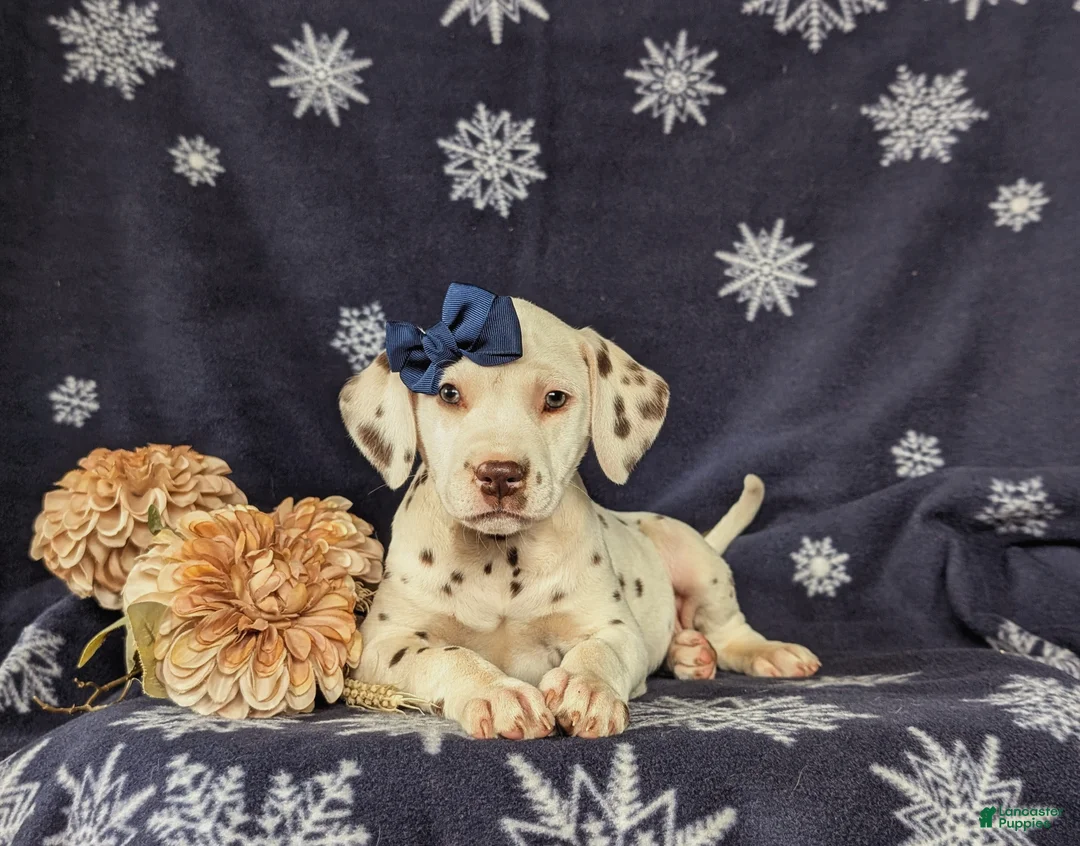 Dalmatian dogs for sale: Lacey Liver spots - Ad 7