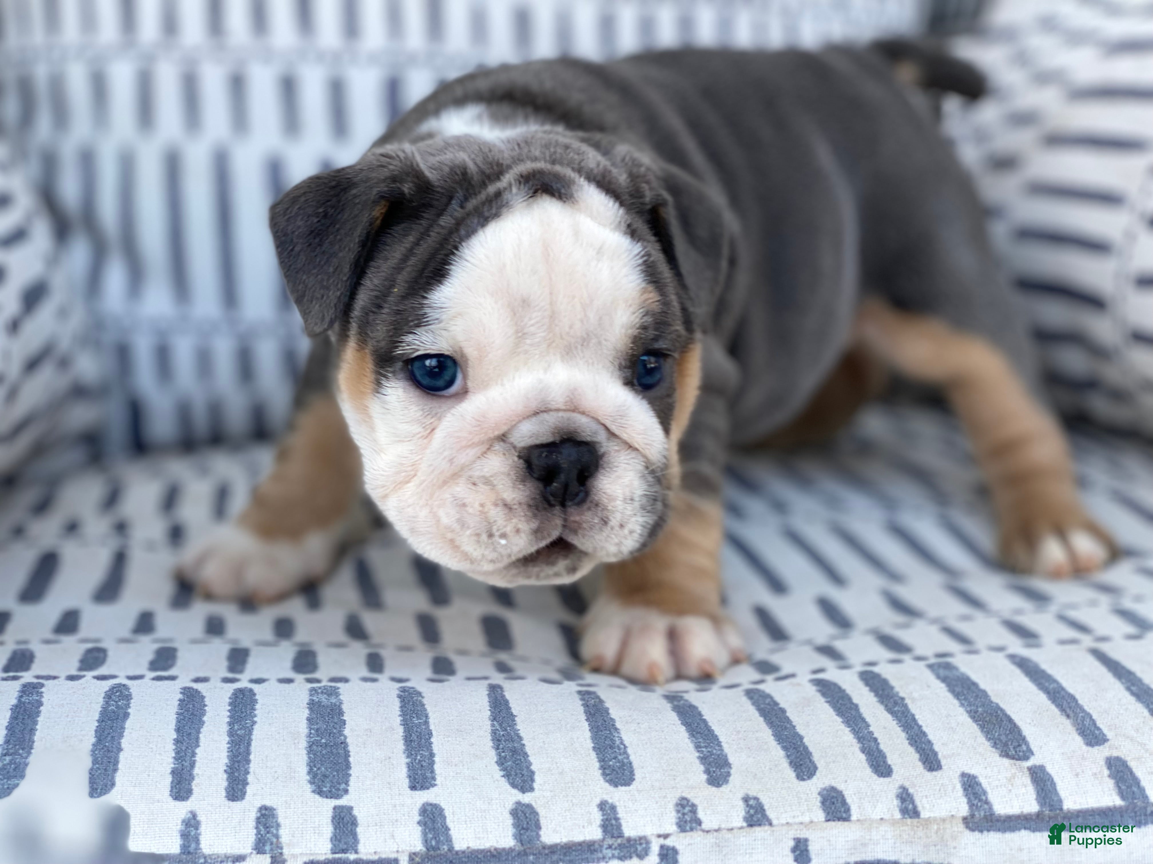 English Bulldog dogs Chloe - Ad 42