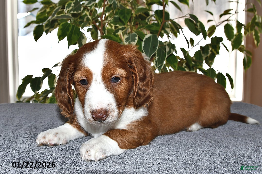 Miniature Dachshund dogs for sale: Charlie - Ad 2