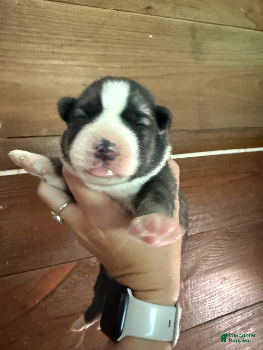 Gerberian Shepsky dogs for sale: Beth - Ad 1