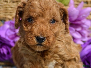 Miniature Poodle dogs Miniature Poodle Puppy 1 Pico - Ad 1