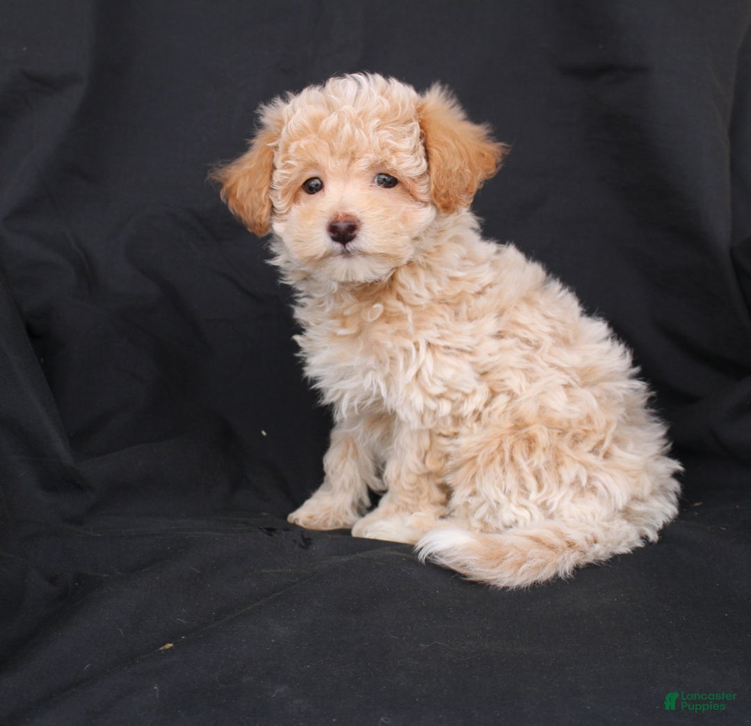 Bichpoo dogs for sale: Prince - Ad 2