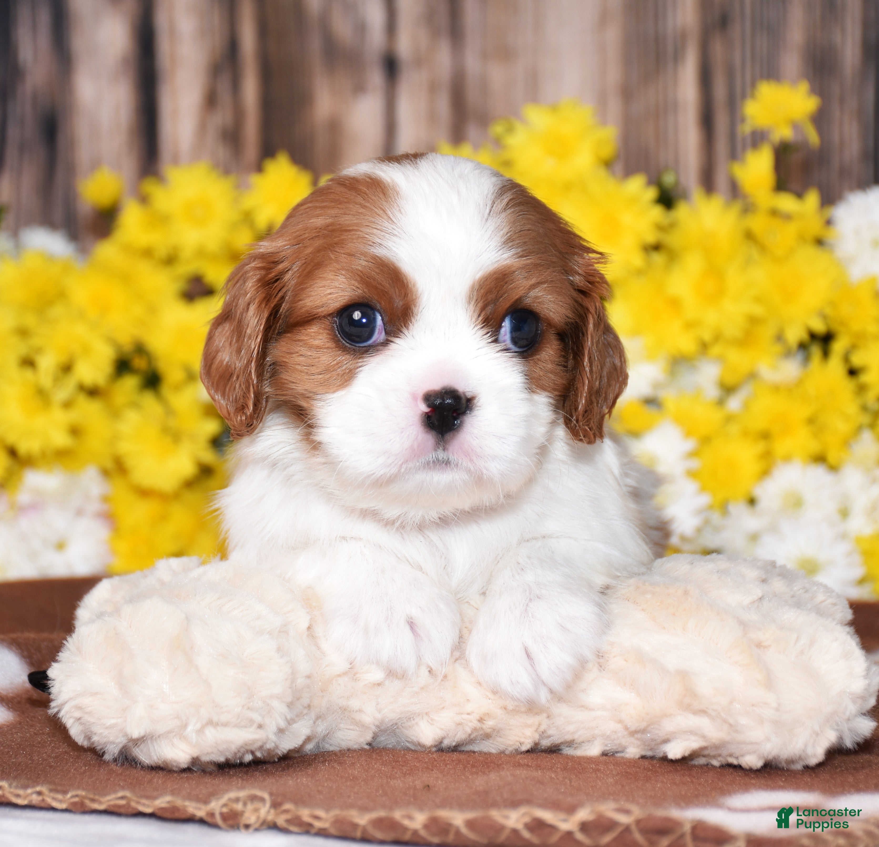 Cavalier King Charles Spaniel dogs Gabby - Ad 2