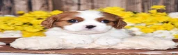 Cavalier King Charles Spaniel dogs for sale: Gabby - Ad 2