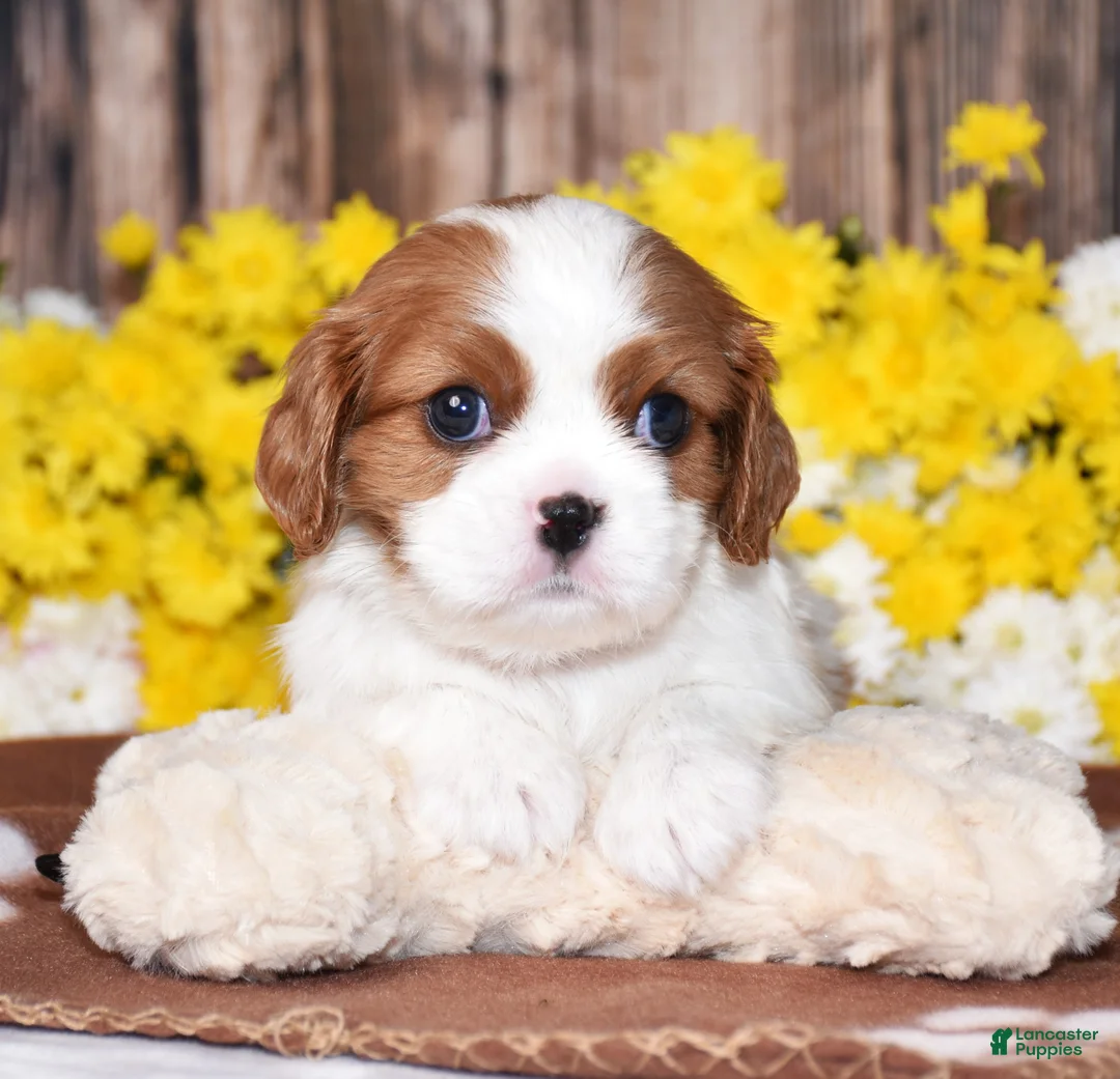 Cavalier King Charles Spaniel dogs for sale: Gabby - Ad 2