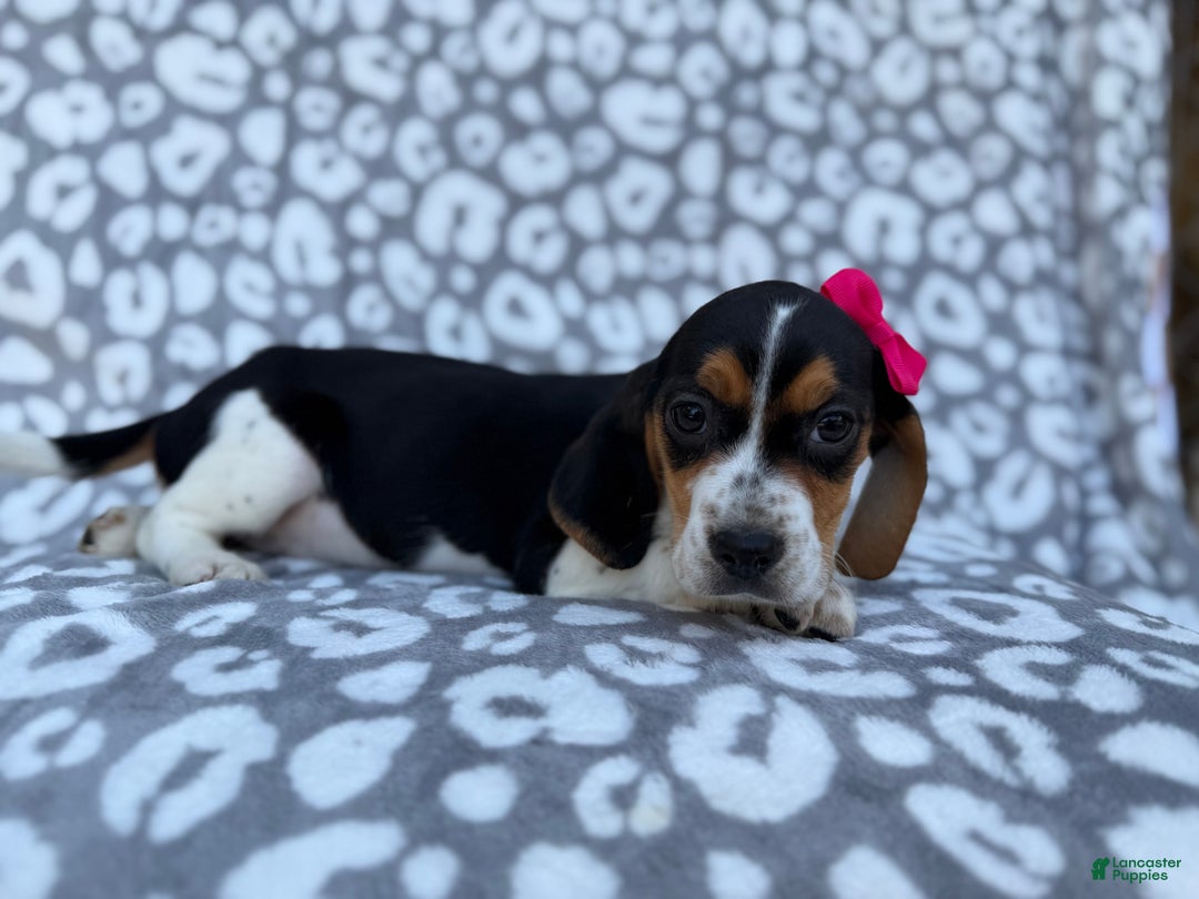 Beagle dogs for sale: Velma - Ad 4