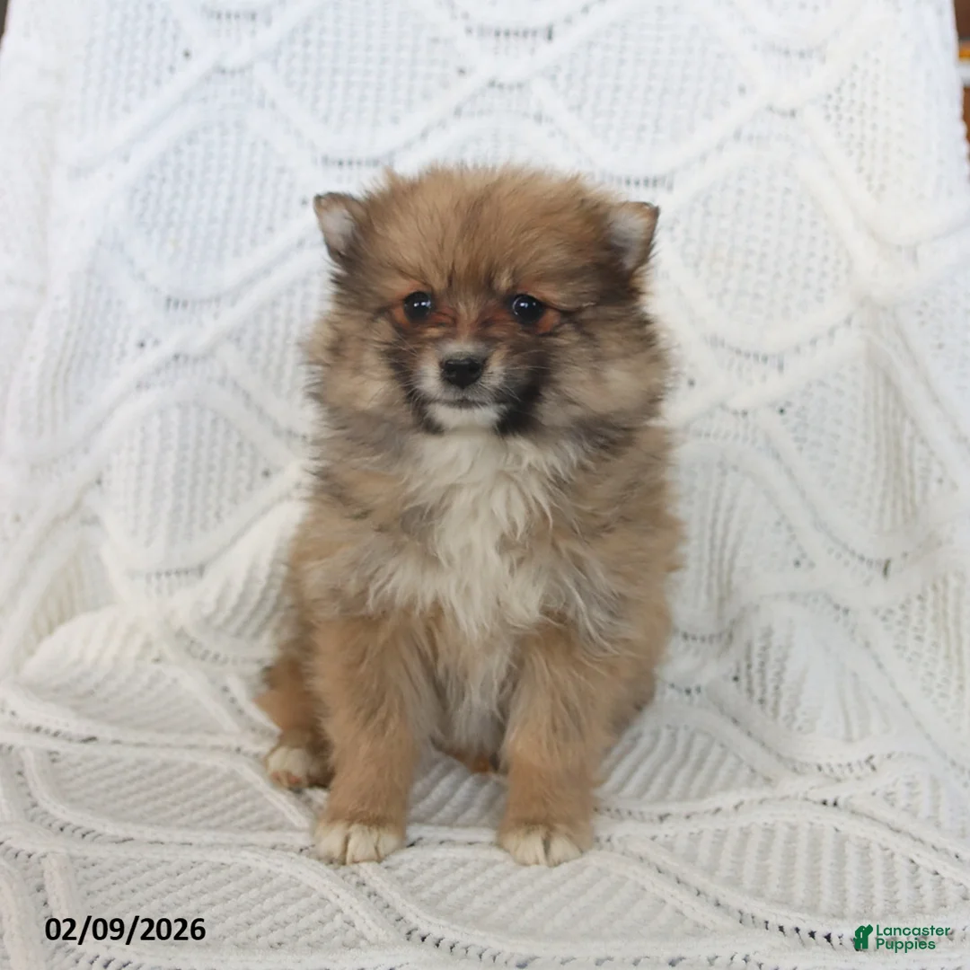 Pomeranian dogs for sale: Bear - Ad 4