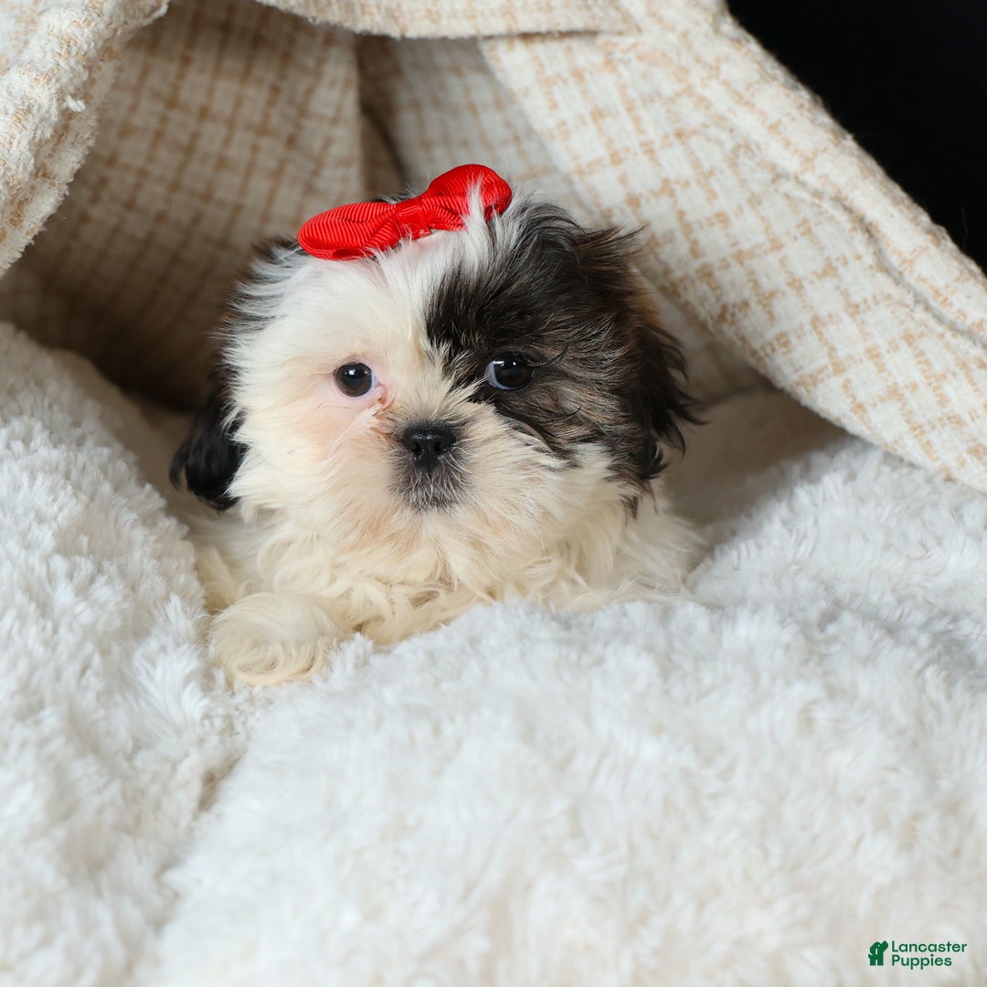 Shih Tzu dogs for sale: ROSIE - Ad 3