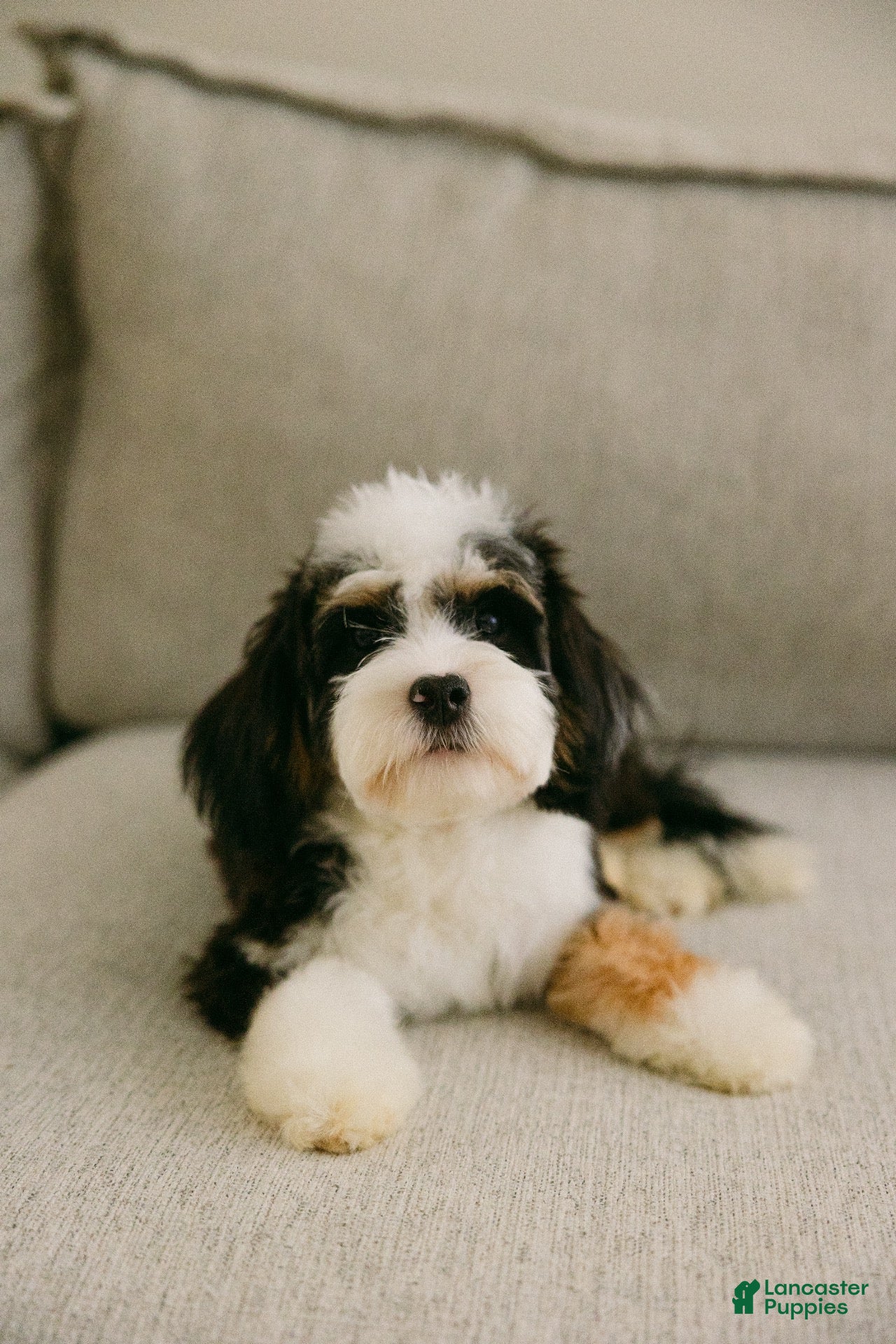 Bernedoodle dogs Luna  - Ad 2