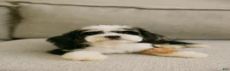 Bernedoodle dogs for sale: Luna  - Ad 2