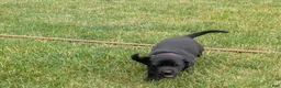 Labrador Retriever dogs for sale: Black Female (Pink) - Ad 4
