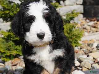 Bernedoodle dogs - Ad 34
