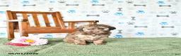 Shihpoo dogs for sale: Sophie - Ad 4
