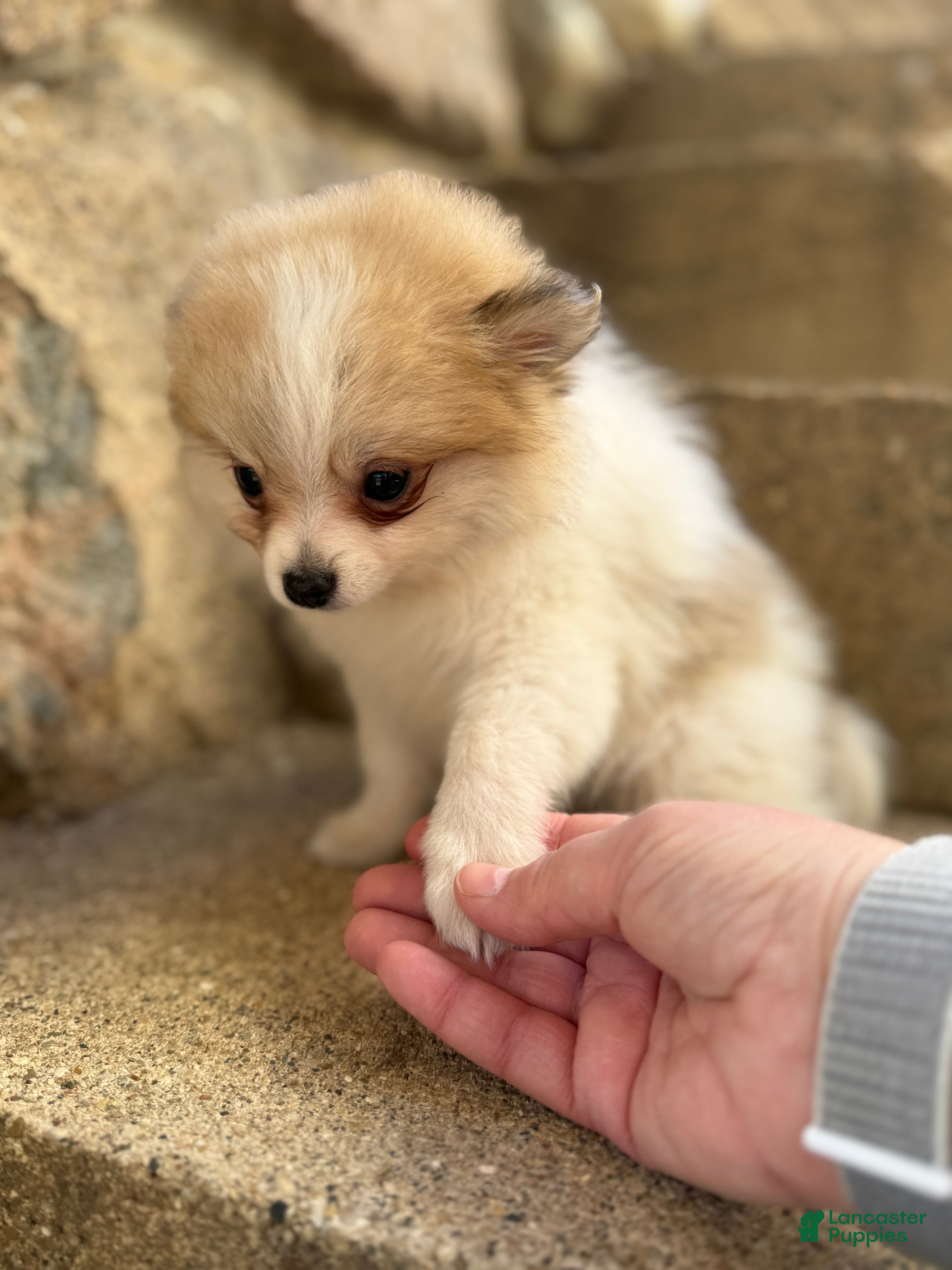 Pomeranian dogs Russel - Ad 2