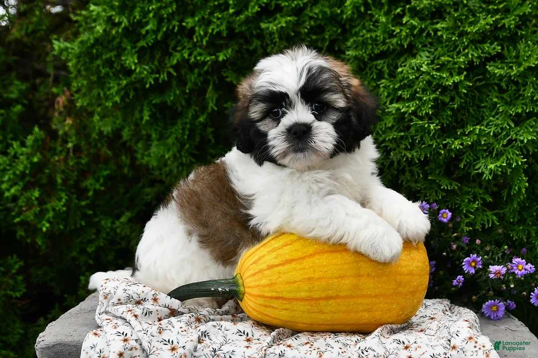 Teddy Bear dogs for sale: Tessa - Ad 1