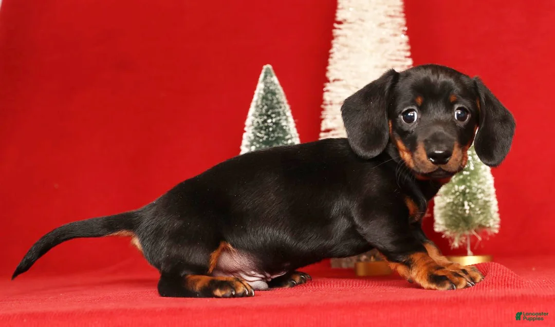 Miniature Dachshund dogs for sale: Roger - Ad 2
