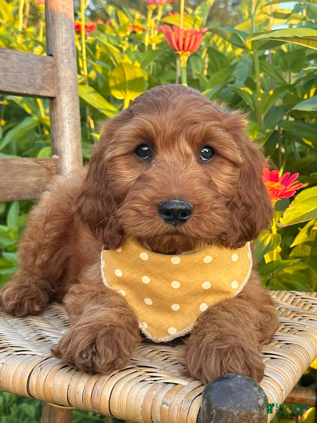 Irish Doodle dogs for sale: Olive - Ad 2
