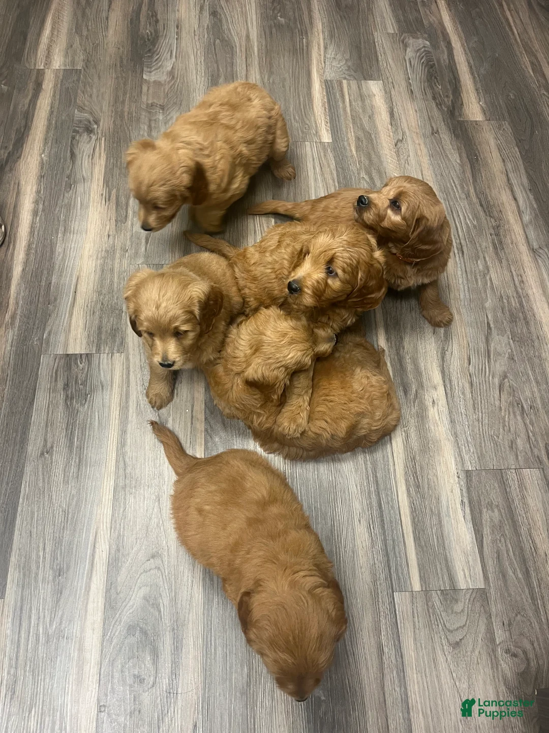 Mini Goldendoodle dogs for sale: Ranger - Ad 2