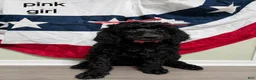 Standard Poodle dogs for sale: Standard Poodle 1 Green Boy - Ad 6