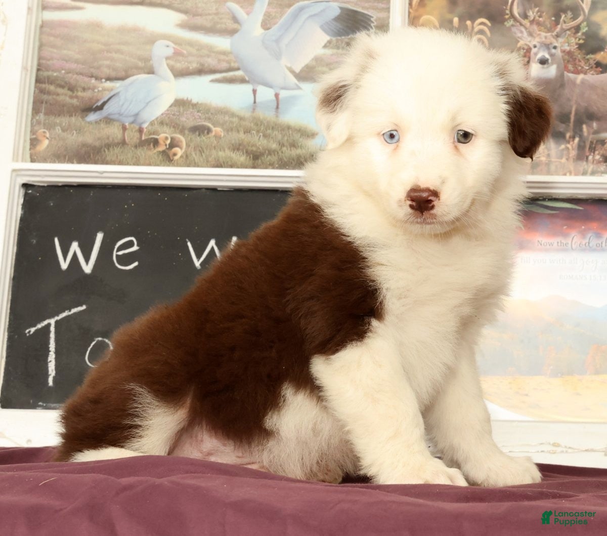Miniature Australian Shepherd dogs Shep - Ad 1