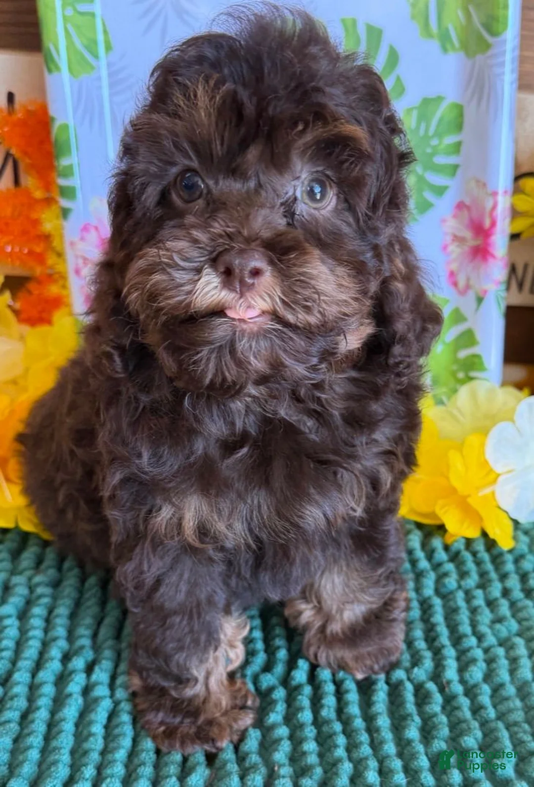 Cockapoo dogs for sale: Snickers  - Ad 4