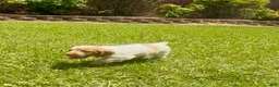 Brittany Spaniel dogs for sale: Maggie - Ad 7