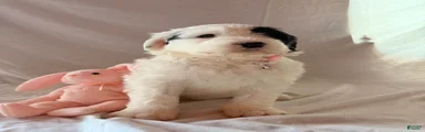 Paquita