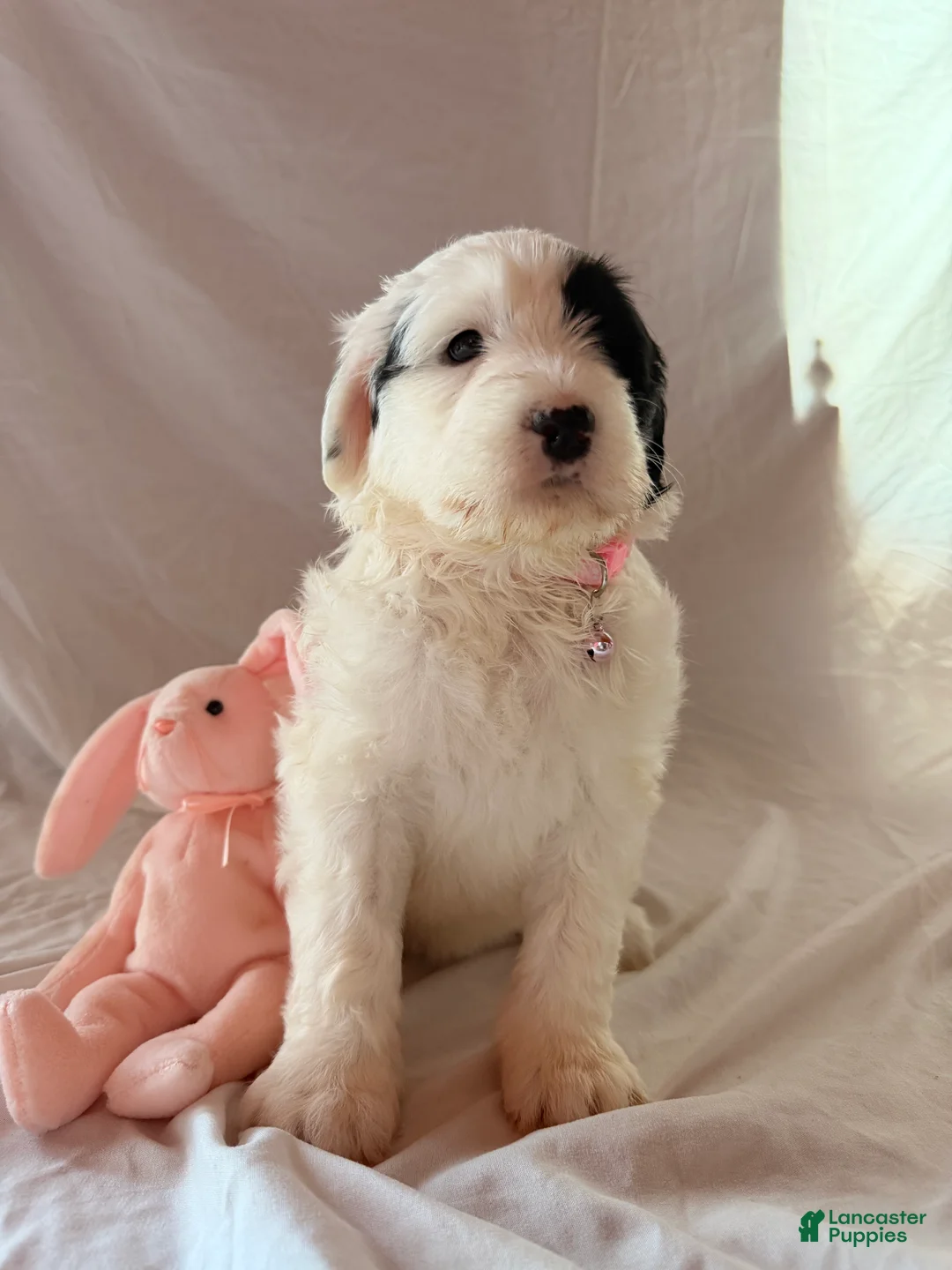Mixed Breed dogs for sale: Paquita - Ad 1