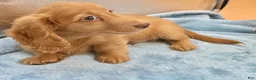 Miniature Dachshund dogs for sale: Ch Bred S.African/russian akc - Ad 5