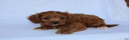 Cavapoo dogs for sale: Marcy - Ad 6