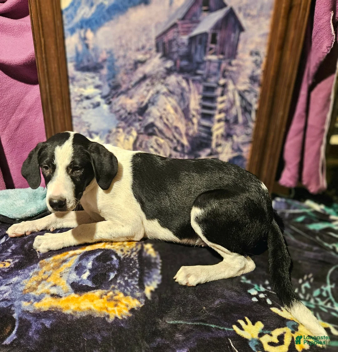 Border Collie dogs for sale: Dolly - Ad 20
