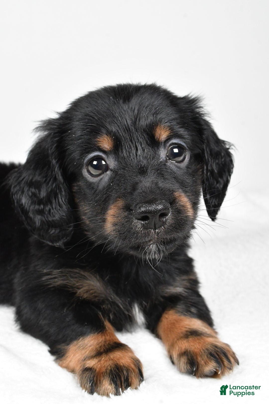 Miniature Dachshund dogs for sale: Bo - Ad 3
