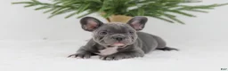 French Bulldog dogs for sale: Hannah - Ad 6