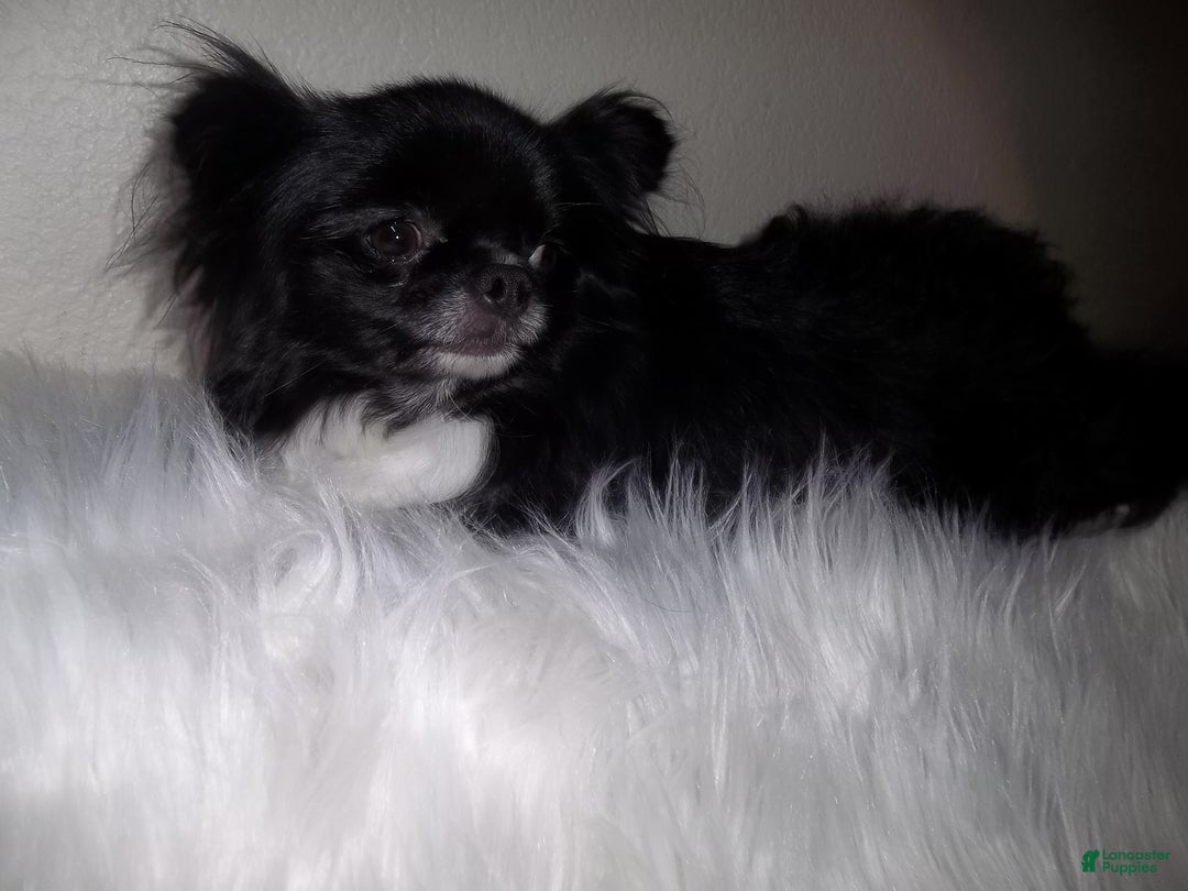 Chihuahua dogs for sale: Full AKC Adult  Russian Male  - Ad 9