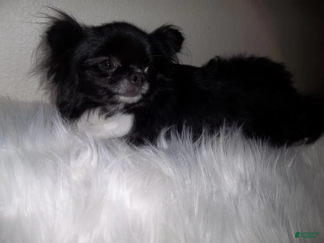 Chihuahua dogs for sale: Full AKC Adult  Russian Chihuahua Male  - Ad 7