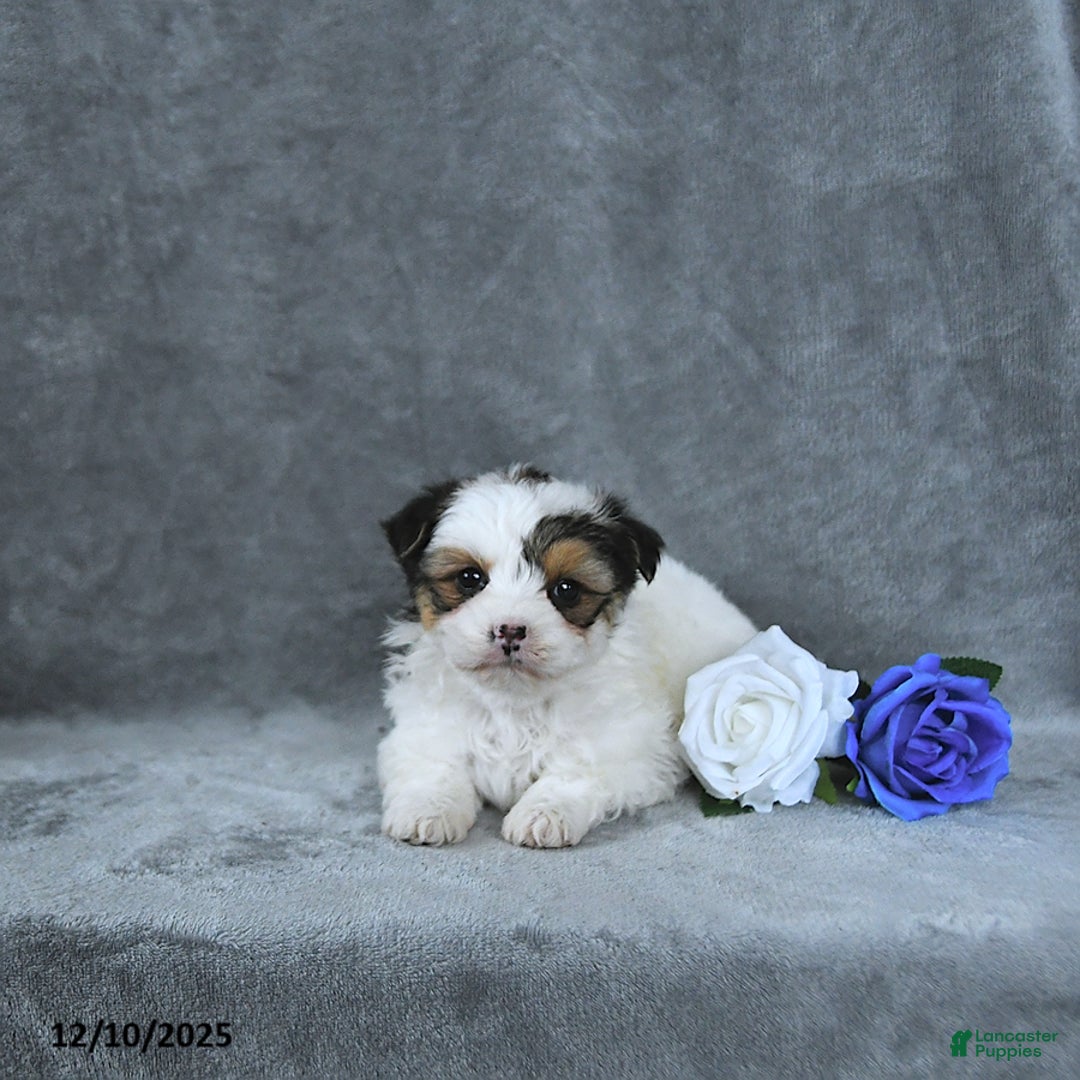 Mixed Breed dogs for sale: Holly EXTRA SMALL - Ad 2