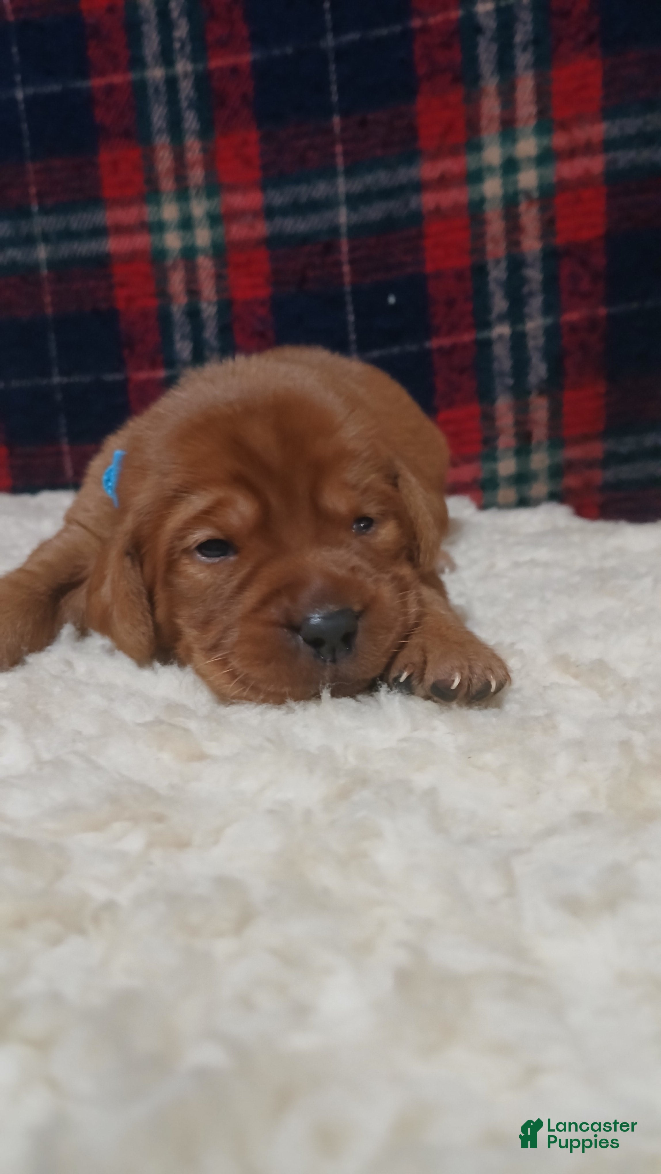 Labrador Retriever dogs for sale: Ollie - Ad 2