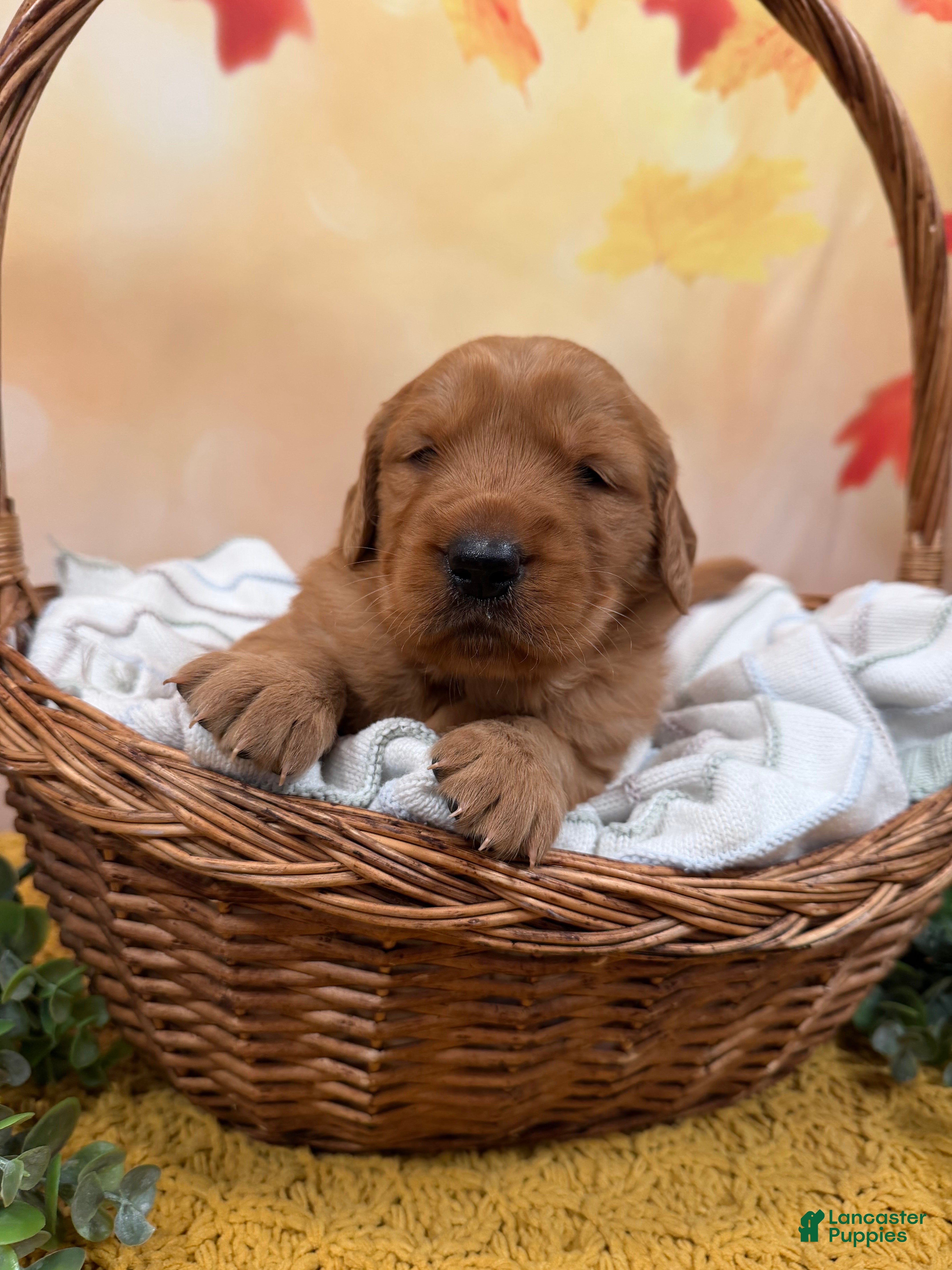 Golden Retriever dogs Hazel - Ad 2
