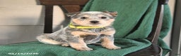 Australian Cattle Dog dogs for sale: Marigold - Ad 1