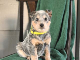 Australian Cattle Dog dogs Marigold - Ad 27