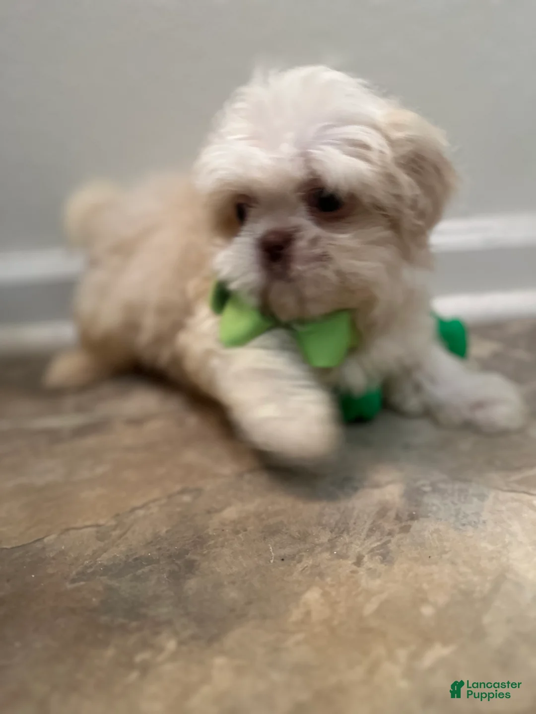 Shih Tzu dogs for sale: Drake  - Ad 3