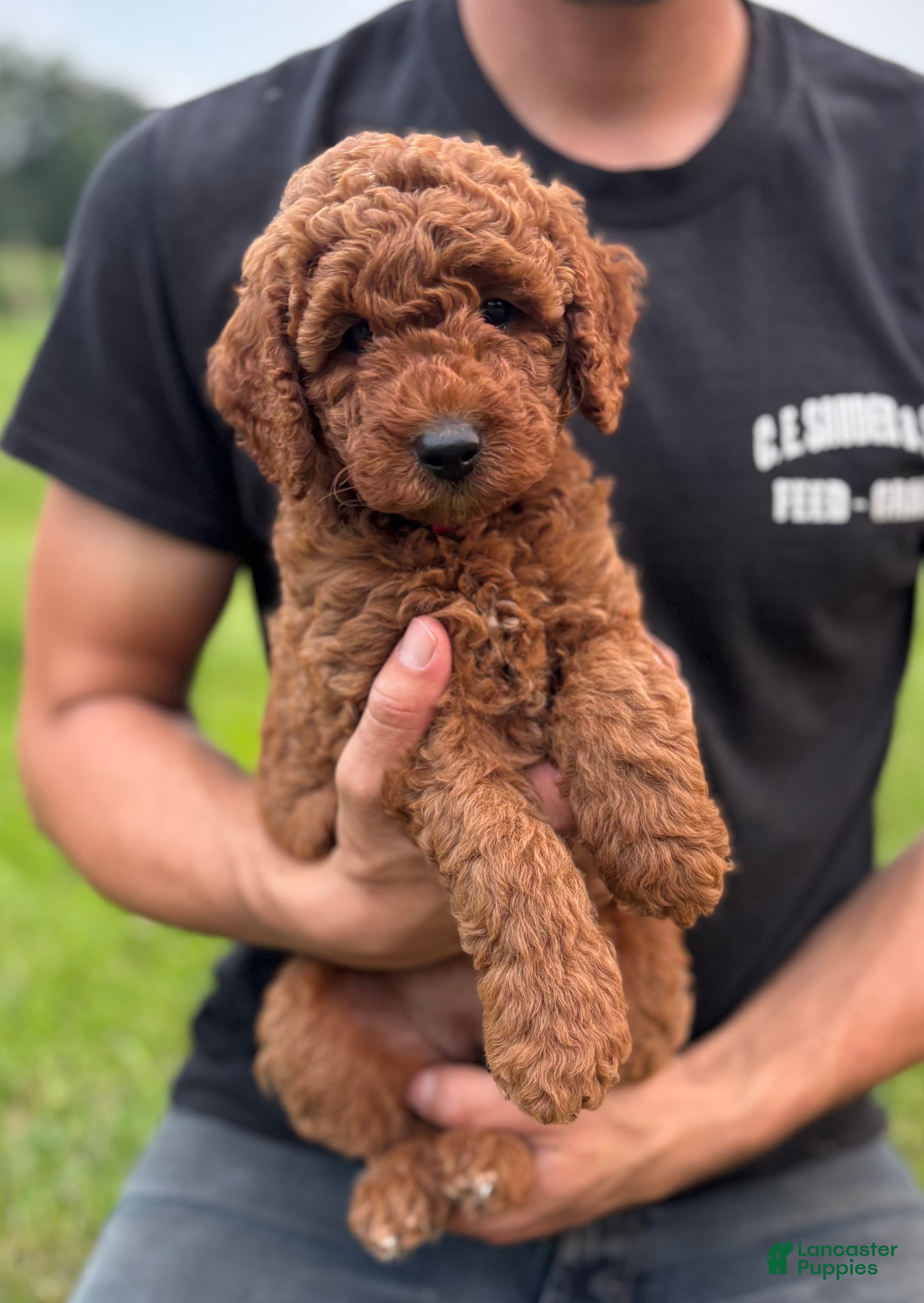 Mini Goldendoodle dogs Summer - Ad 1