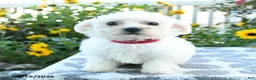 Bichon Frise dogs for sale: Scarlet - Ad 3