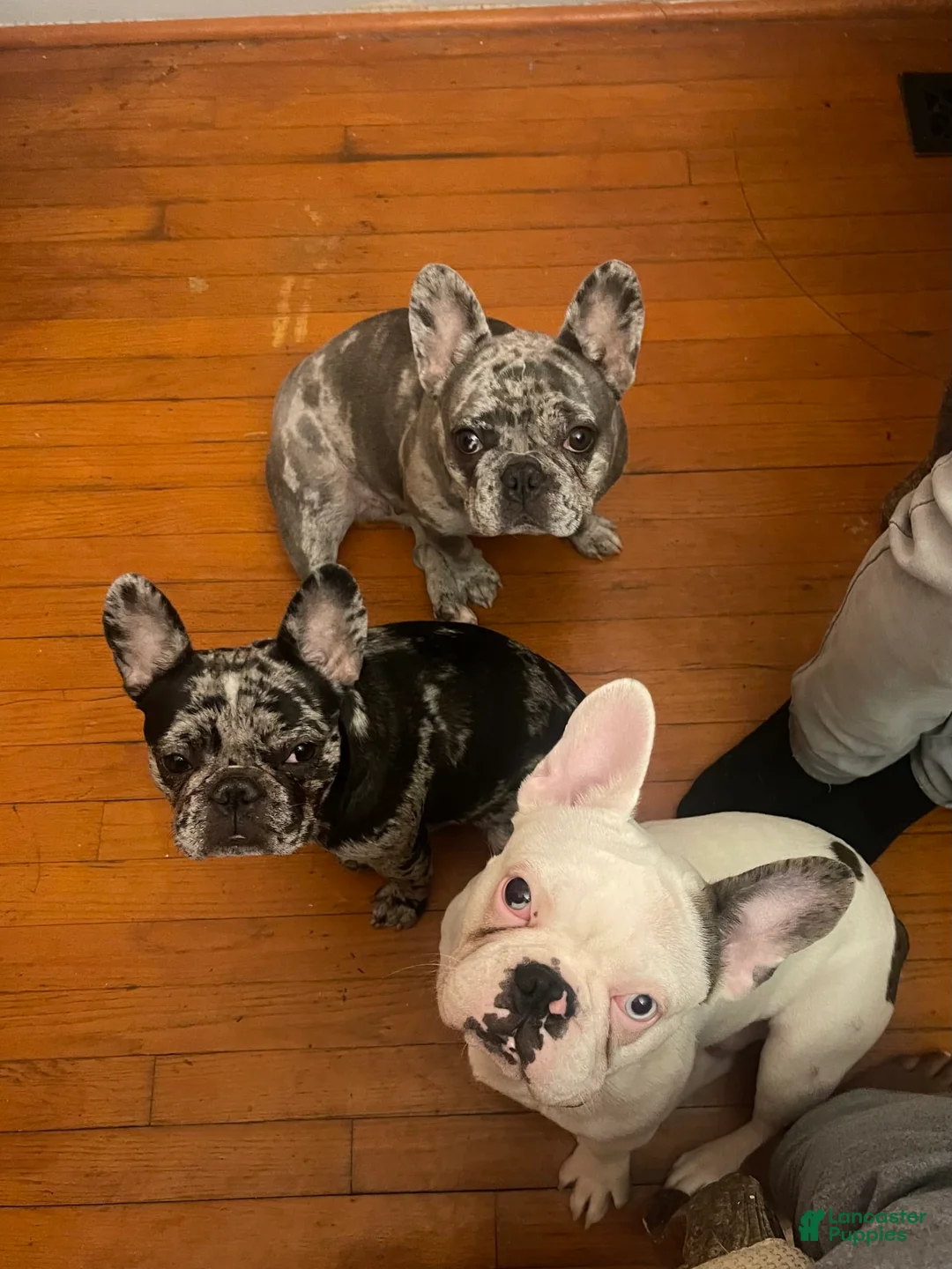 Gallery Image {{count}}