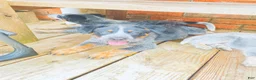 Australian Cattle Dog dogs for sale: Penny - Ad 23