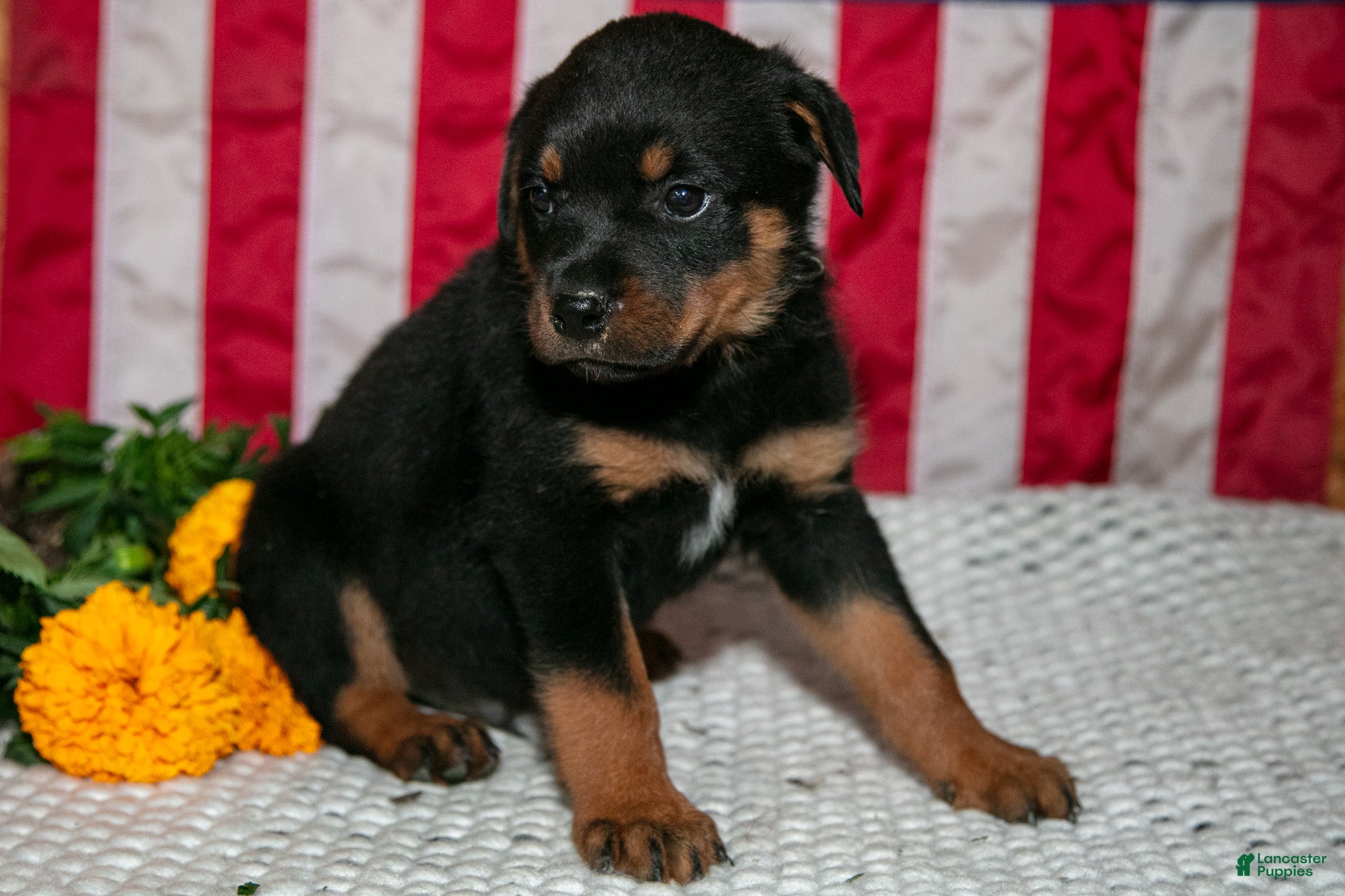 Rottweiler dogs Tex - Ad 2