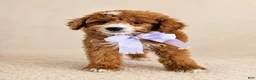 Mini Goldendoodle dogs for sale: Ember – Petite Mini F1BB Goldendoodle – 16–20 lbsGoldendoodle • Trained & Ready - Ad 4