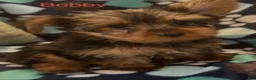 Yorkshire Terrier dogs for sale: Bobby Male - Ad 3