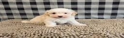 Havanese dogs for sale: Hans - Ad 9
